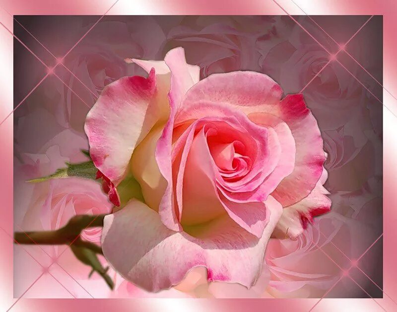 Поздравить с днем рождения видео поздравление. С днем рождения открытки с цветами. Открытки с днём рождения розы. С днём рождения женщине красивые розы. Розовые розы открытка с днем рождения.