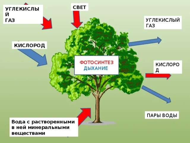 Схема фотосинтеза и дыхания растений. Процесс дыхания и фотосинтеза у растений. Обмен веществ у растений. Обмен вещест у расткрмей. Что происходит с водой при дыхании