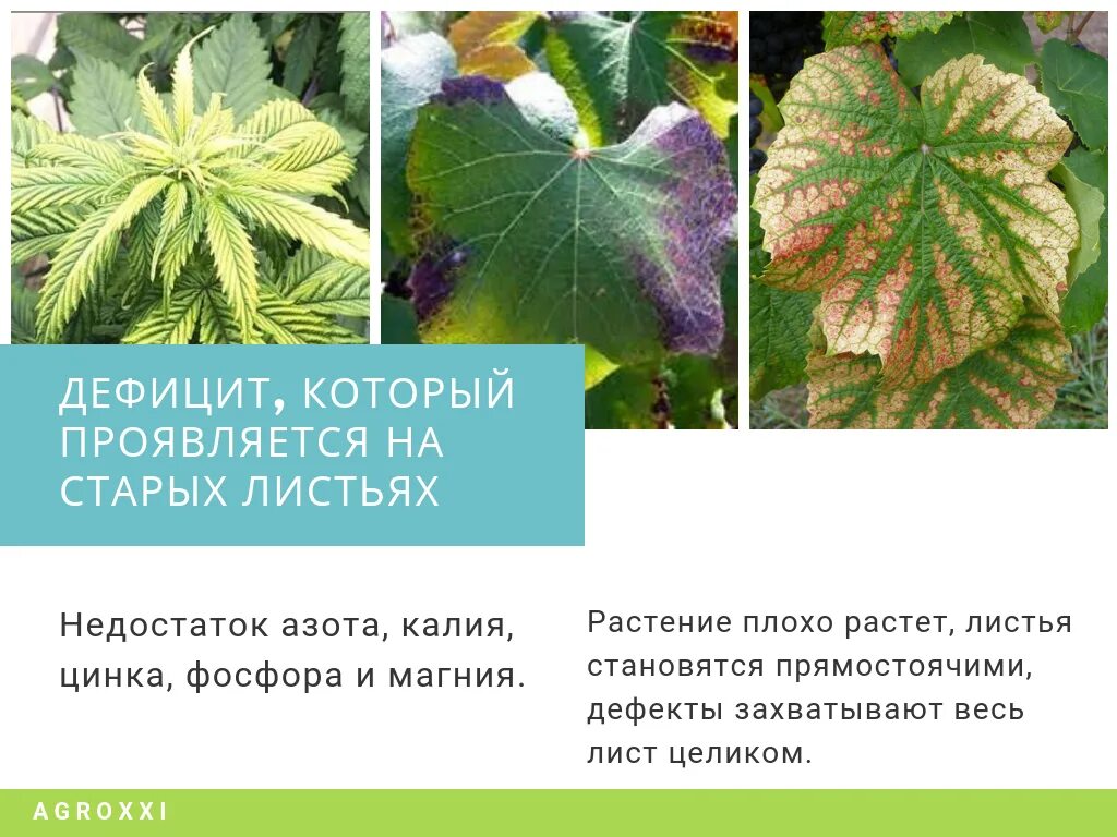 Нехватка микроэлементов по листу. Дефицит микроэлементов у растений по листьям. недостаток микроэлементов e hfcntybq. недостаток питания у растений. нехватка микроэлементозы.