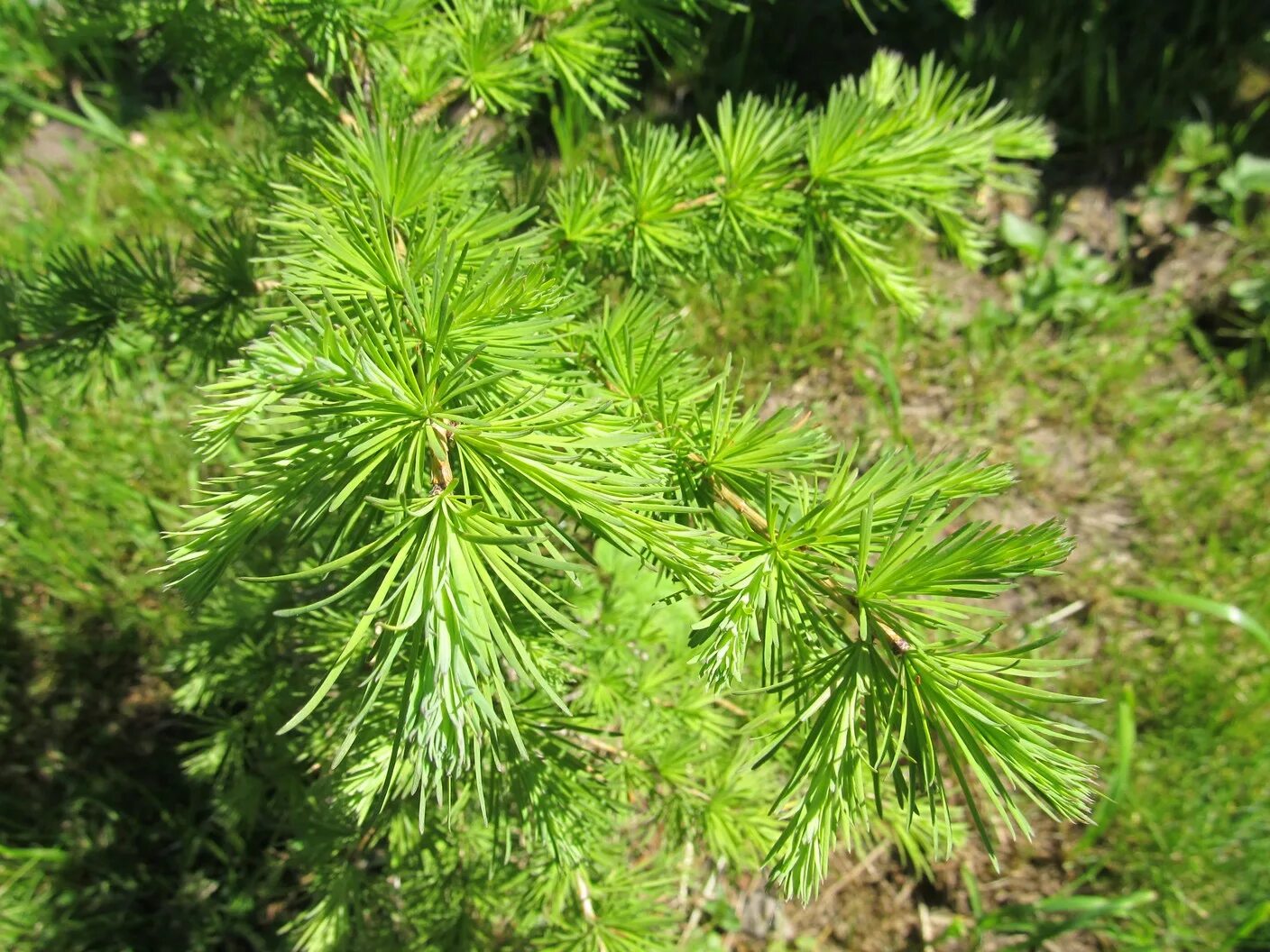 Лиственница сукачева (larix sukaczewii). Лиственница европейская сеянец. Фото небольшой лиственницы в горшке. ). Маленькие лиственницы.