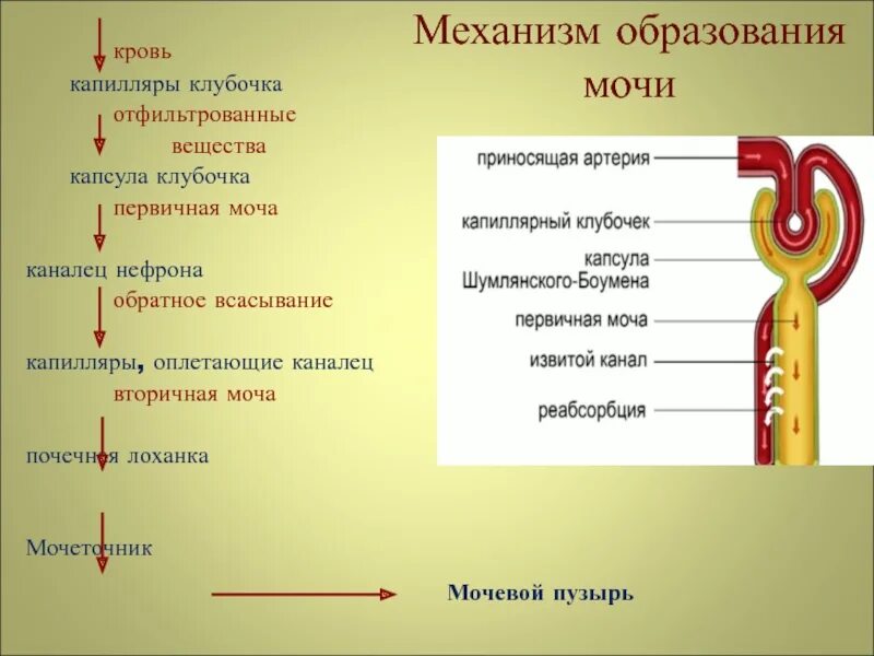 Какие структуры участвуют в образовании мочи. Механизм образования мочи. Каков механизм образования мочи?. Процесс образования мочи кратко. Образование первичной и вторичной мочи анатомия.