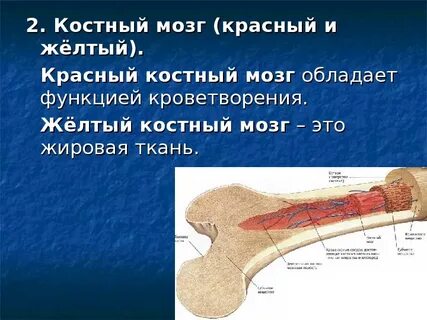 Какие функции выполняет красный костный мозг ответ