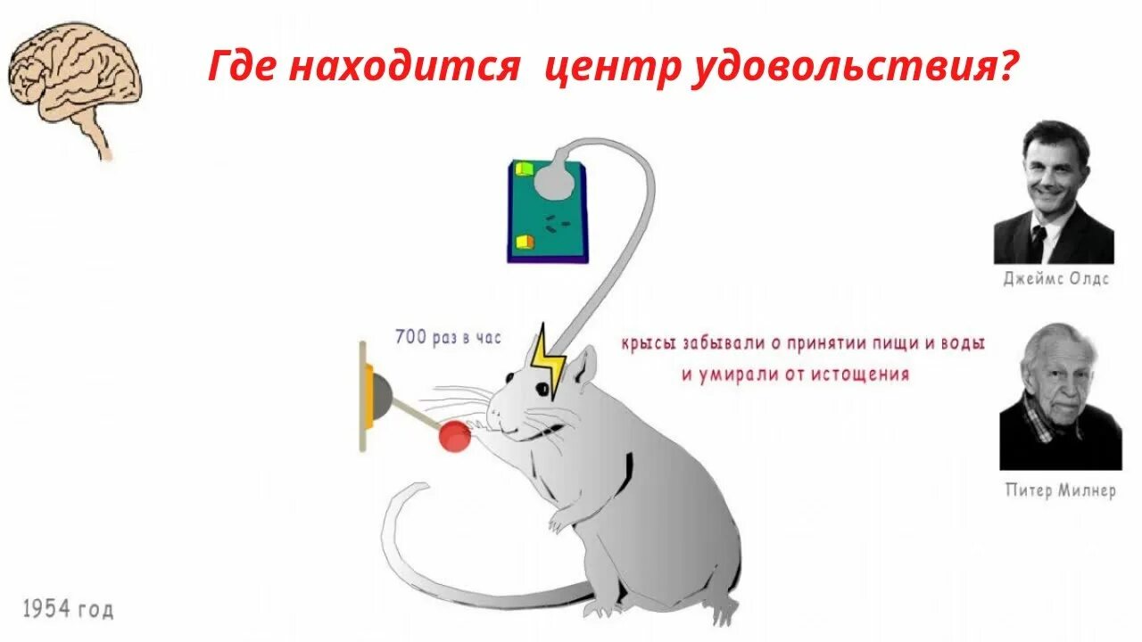 Мышь центр. Джеймс олдс эксперимент. крыса и центр удовольствия. опыт с крысой и центром удовольствия. эксперимент олдса и милнера.