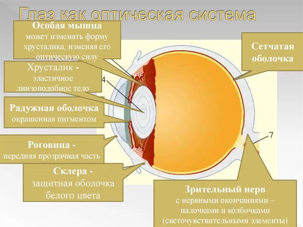 Оптическая точка зрения. Оптическая система глаза хрусталик. Склера роговица хрусталик. Строение глаза человека как оптической системы. Что относится к оптической системе глаза хрусталик.