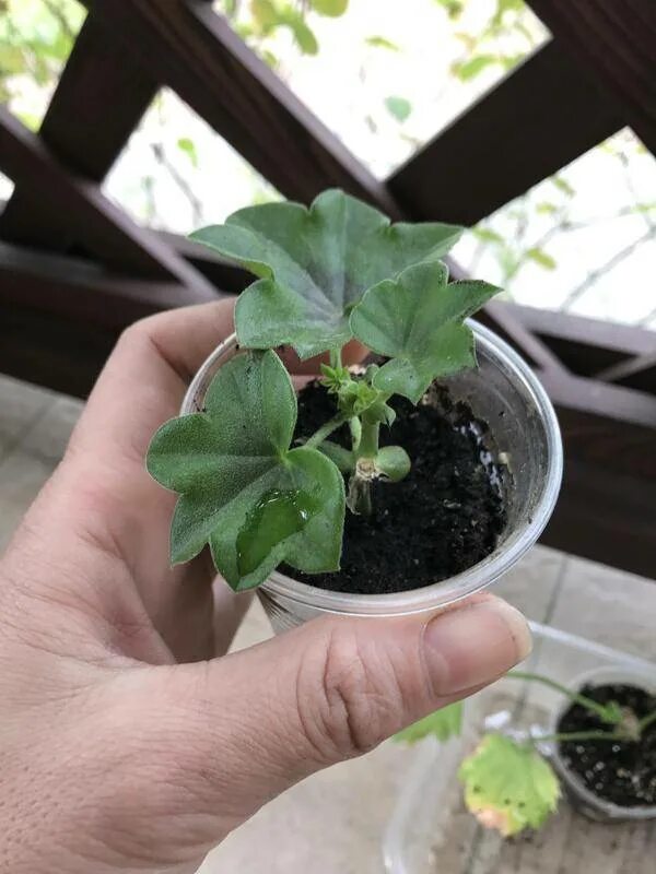 Черенок ампельной герани. Черенки пеларгоний плющелистных. Укоренение плющелистной пеларгонии черенками. Черенок ампельной герани. Плющелистная пеларгония черенкование.