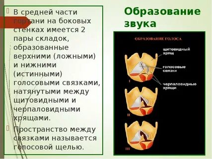 Образование звуков голоса