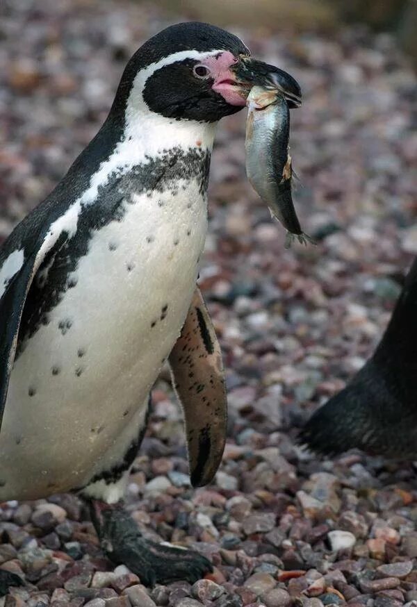 Пингвин это рыба
