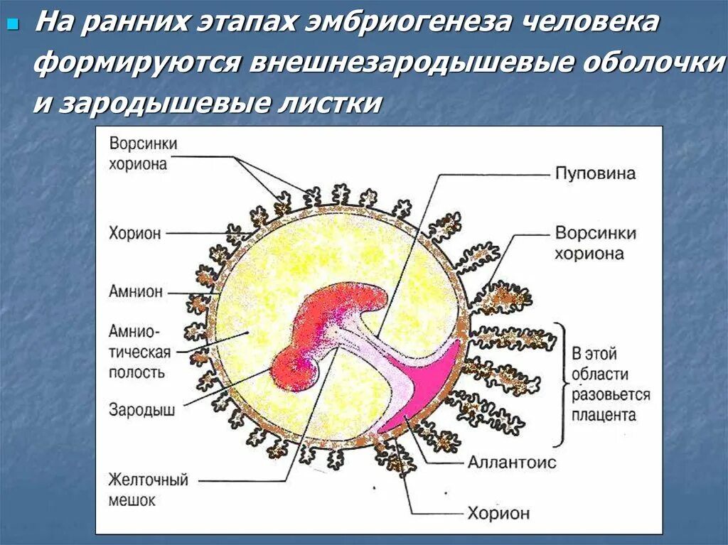 Оболочки зародыша хорион и амнион. Строение зародыша эмбриона человек. Амнион хорион аллантоис. Строение зародыша хорион амнион.