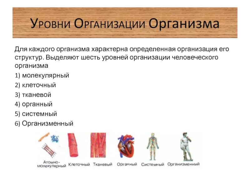 Схема уровни организации организма человека. Заполните схему «уровни организации человеческого организма».. Клетка уровни организации организма человека. Уровнирганизации организма.