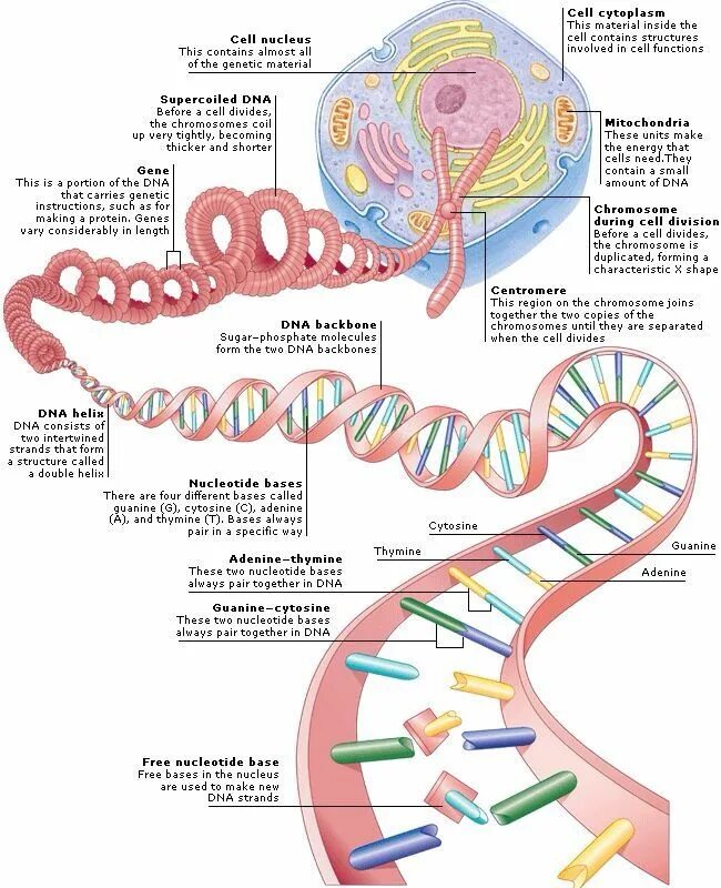 Cell contains. Клетка ДНК человека. Строение клетки ДНК. Строение клетки ДНК человека. Структура клетки ДНК.