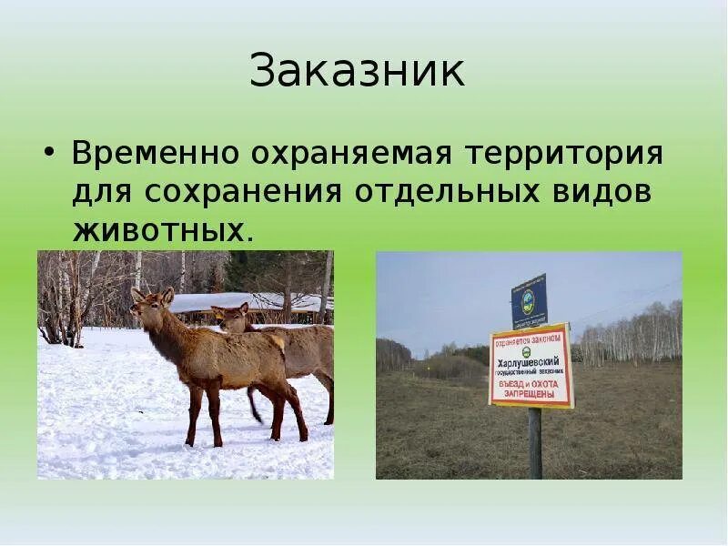 Заповедник виды животных. Охраняемая территория животных. заказник охраняемая территория. заказники презентация.