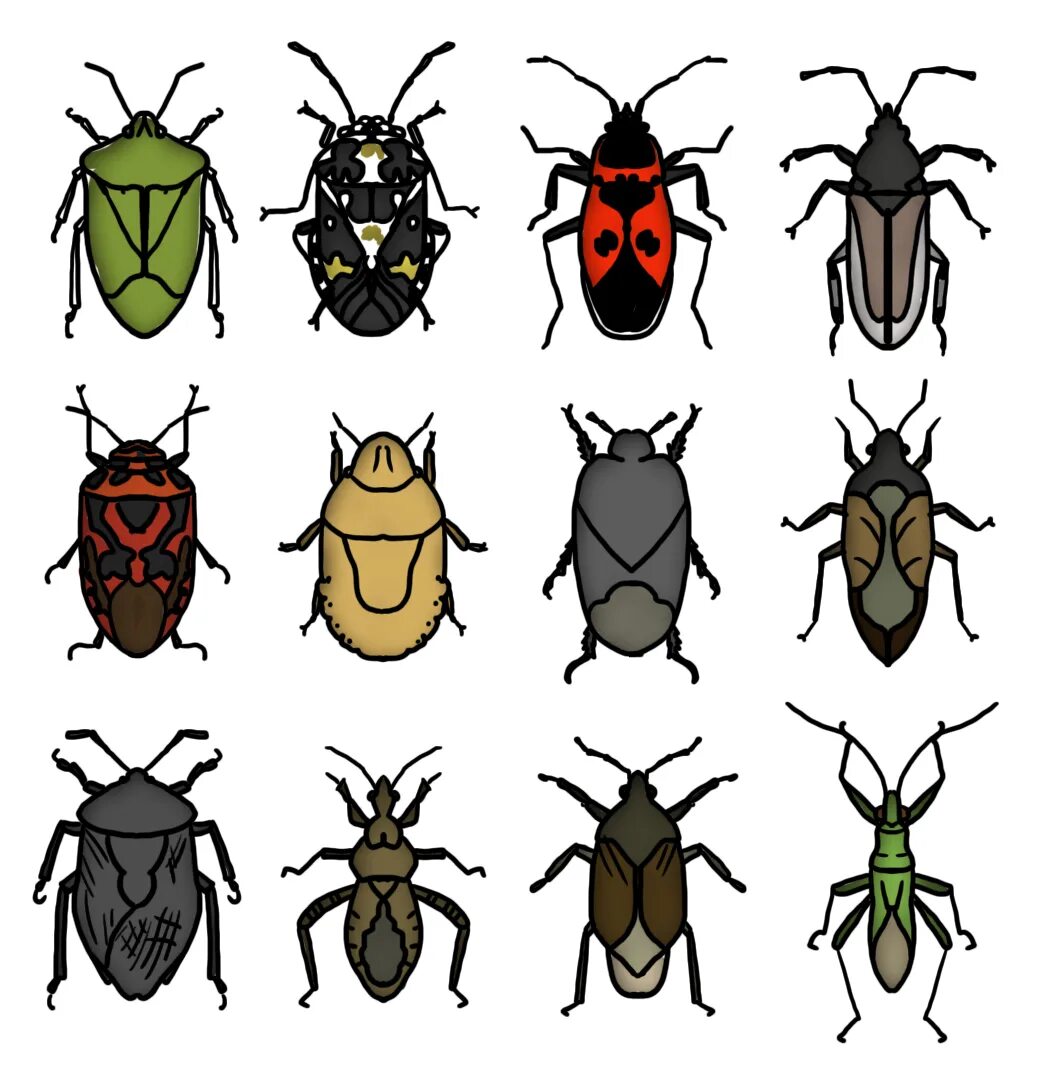 На рисунке изображен жук. Клоп-солдатик pyrrhocoris. жук клоп солдатик. клоп солдатик личинка. полужесткокрылые клопы.