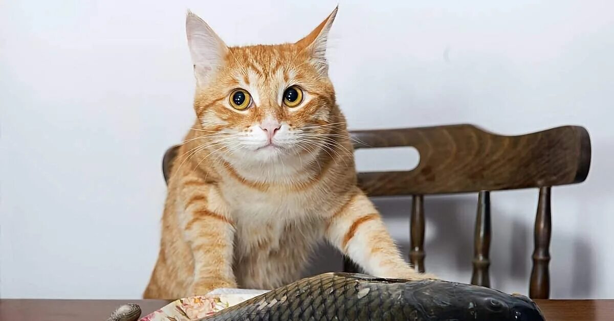 Кот с рыбой. Котенок с рыбкой. Рыбка для кошки. Котик с рыбкой. Рыба рысь.