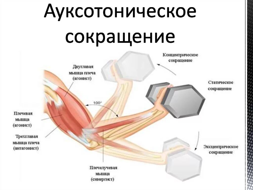 Режимы работы мышц. Эксцентрическое сокращение мышц это. ауксотоническое сокращение мышц. синергист двуглавой мышцы плеча. эксцентрическое мышечное сокращение.