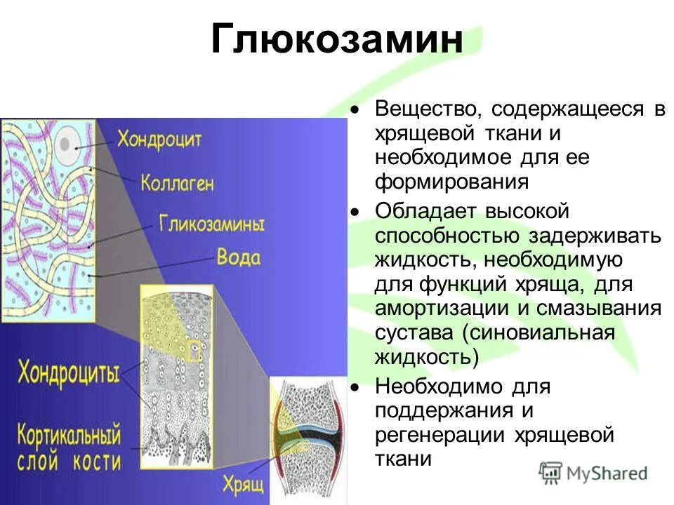 Хрящевая соединительная ткань функции. Выполняемые функции хряща. Выполняемые функции хряща. Соединительные ткани хрящ межклеточное вещество. Функции хряща.