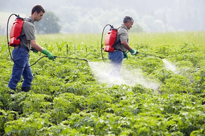 Plants control. Пестициды. Пестициды ядохимикаты. Пестициды и гербициды. Пестициды для растений.