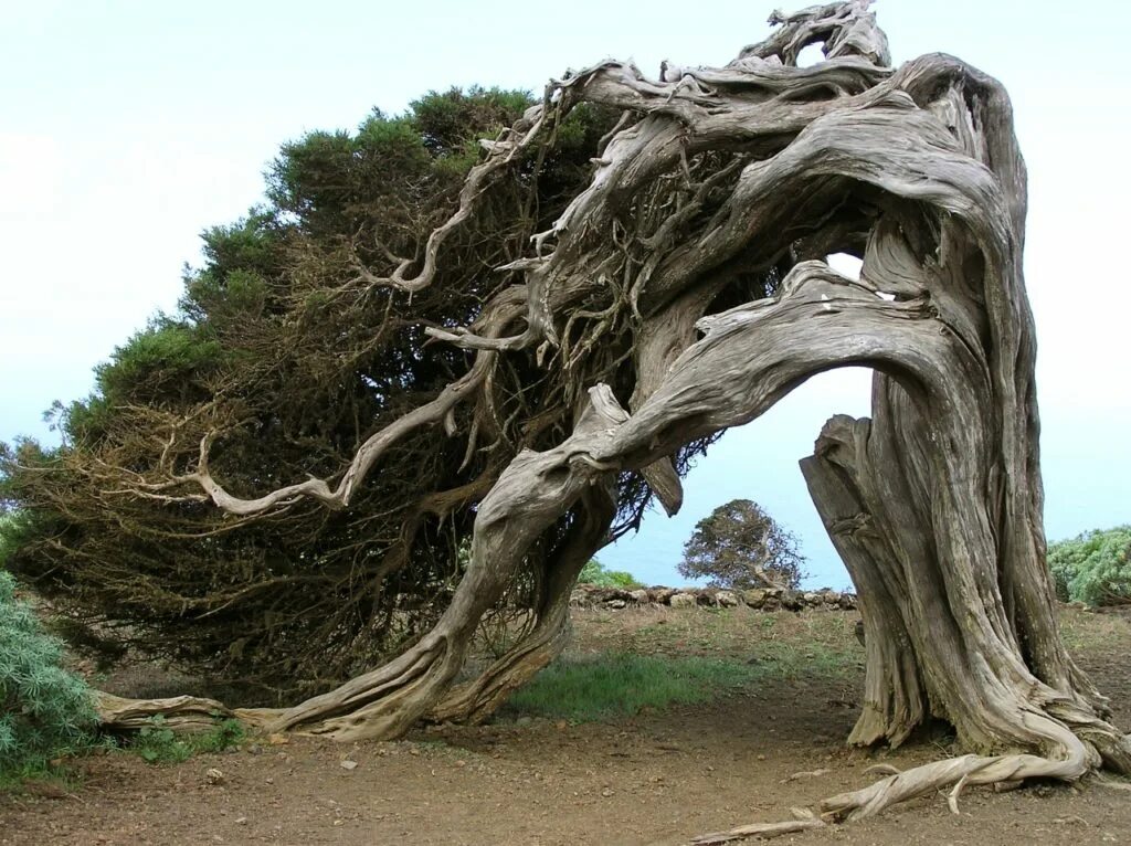 Дерево патрик догерти. Дерево интересной формы. Скульптуры patrick dougherty. Эль иерро деревья. Сумасшедший дом во вьетнаме в далате.