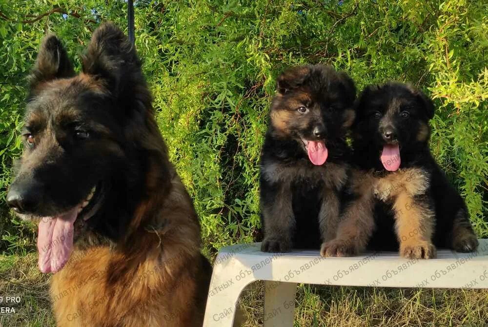 Собаки луганск. Сибирский хаски вязка. Питомник роял фун отзывы луганск адрес. Собаки в луганске. Щенок хаски в луганске.