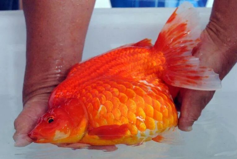 гигантская золотая рыбка. золотая рыбка взрослая особь. самая большая золотая рыбка в мире брюс. вуалехвост (veiltail goldfish). гигантская золотая рыбка.