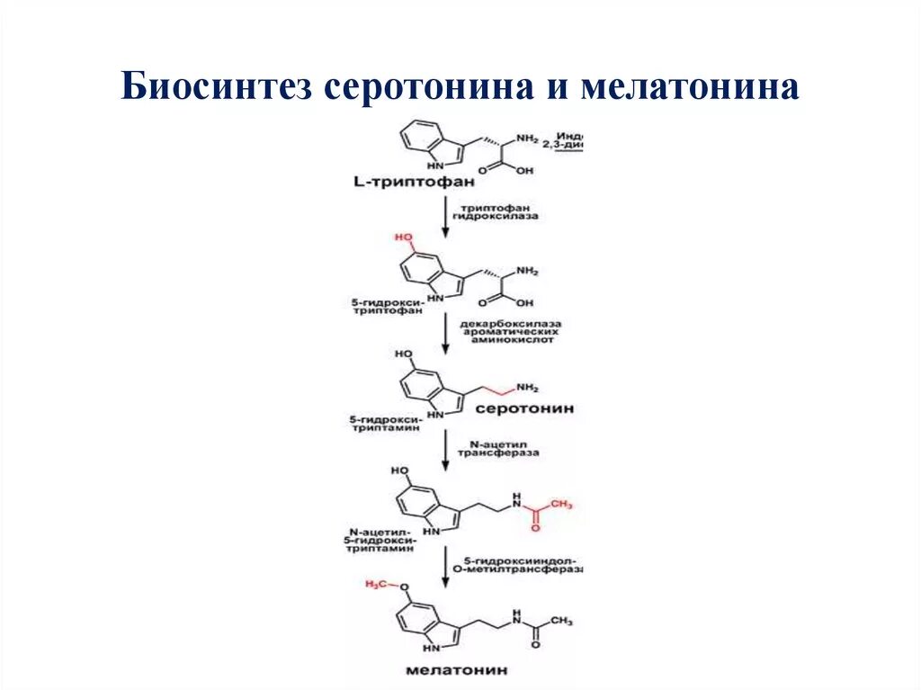 Синтез мелатонина. Биосинтез серотонина и мелатонина. Схема синтеза серотонина. Биосинтез серотонина из триптофана. Синтез серотонина биохимия схема.