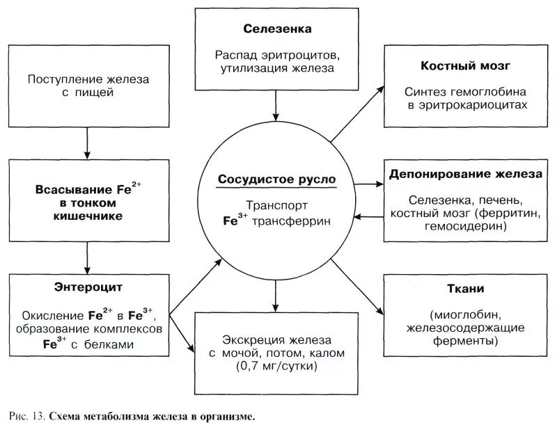 Схема обмена железа в организме. Схема обмена железа в организме биохимия. Обмен железа кратко. Обмен железа в организме. Схема обмена железа в организме человека.