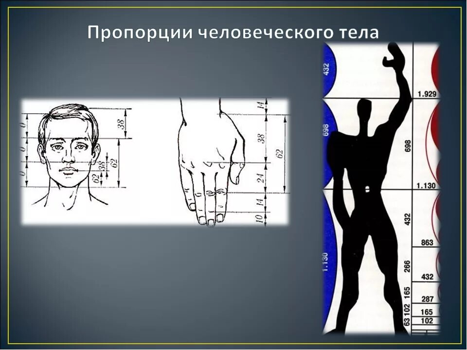 Пропорции человека. Соотношения пропорций человеческого тела. Пропорциичеловечекого телам. Идеальные пропорции человеческого тела.