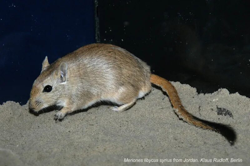 золотой агути песчанка. краснохвостая песчанка. полуденная песчанка. краснохвостая песчанка. короткоухая песчанка.