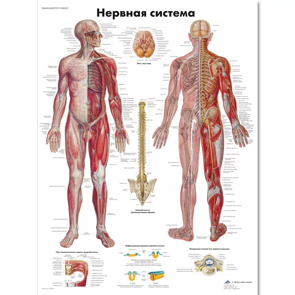 Мышцы нервную систему