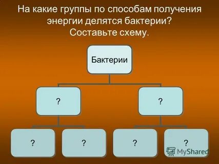 На какие группы делятся бактерии