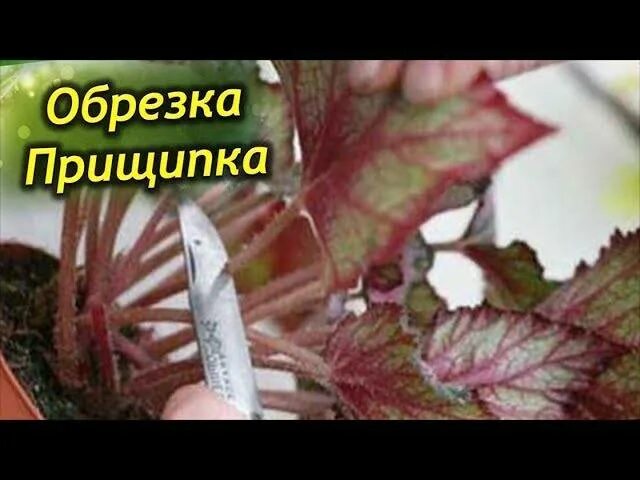 Прищипывать ли бегонию клубневую