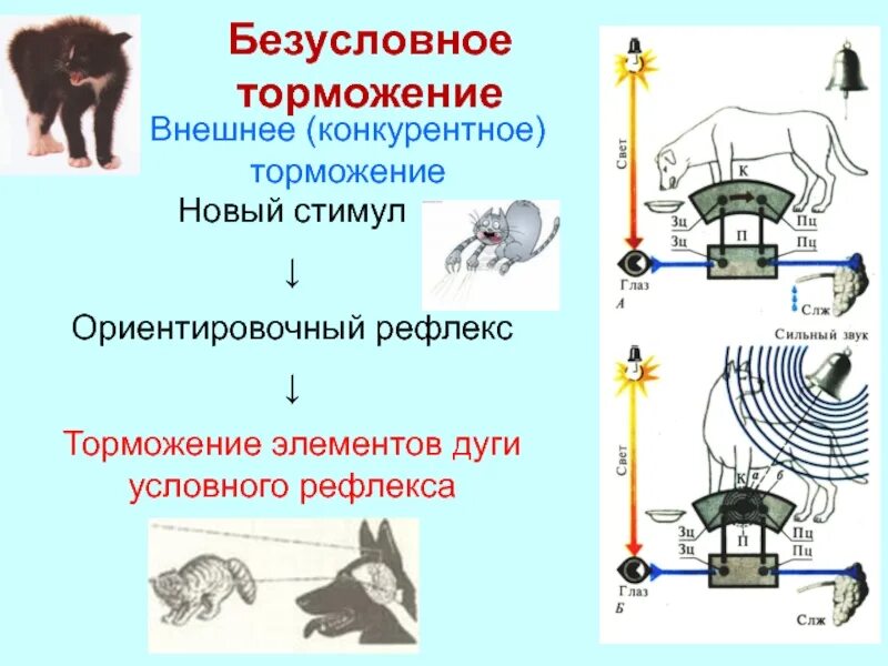 Торможение условных рефлексов схема. Схема безусловного торможения условных рефлексов. Внешнее запредельное торможение условных рефлексов. Внешнее торможение примеры.