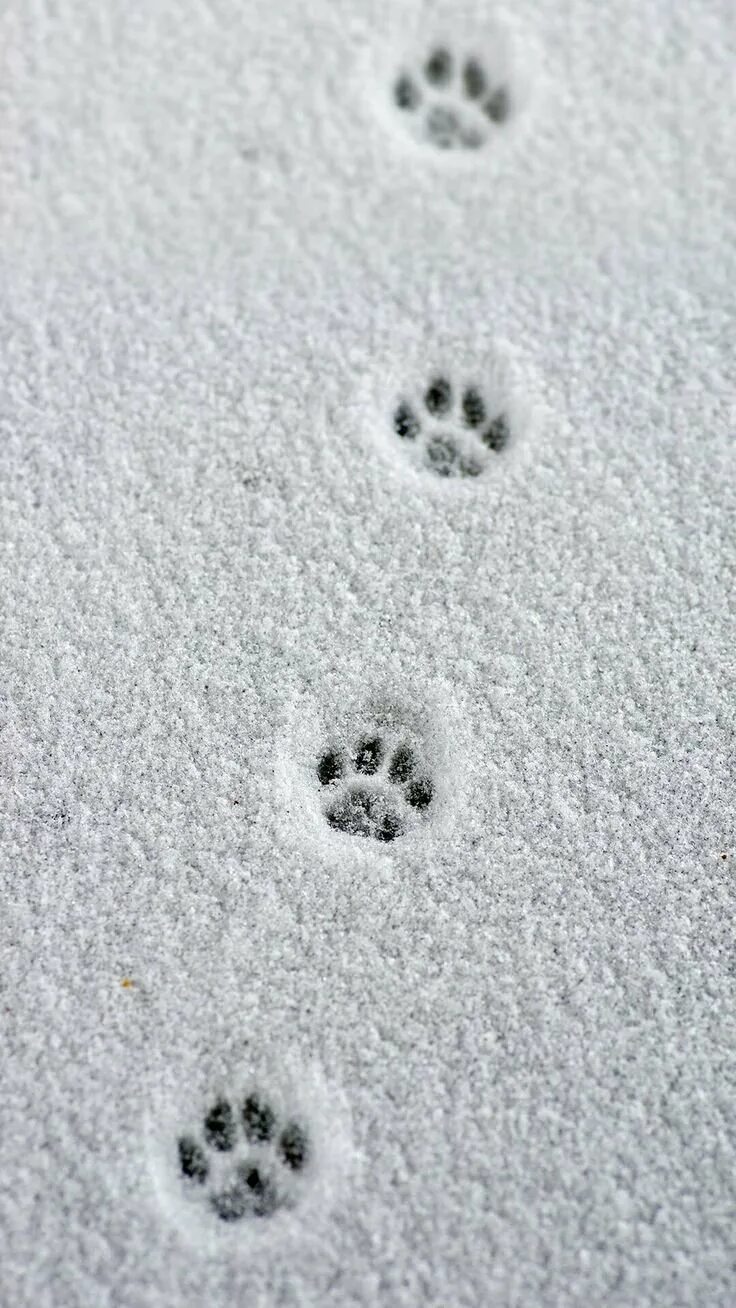 Кошачьи следы на снегу. Следы кошки на снегу. Следы кошачьих лапочек на снегу. Кошачьи лапки на снегу. Лапка на снегу