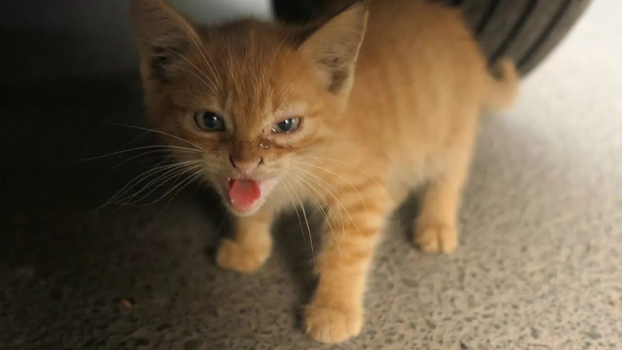 Включи котенок лайков. Рыжий котенок шипит. Рыжий котенок мяукает. Маленький котенок шипит. Шипящий рыжий котенок.