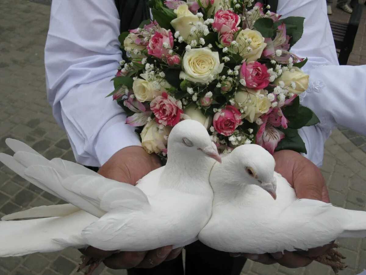 Свадебные голуби. Голуби на свадьбу. Свадебные голуби. Красивые свадебные голуби. Голуби на свадьбу.