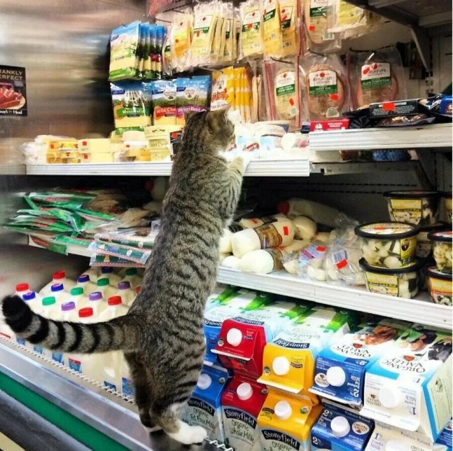 Cat store. Кот в магазине. Кошка в магазине. Магазин котик. Кошачий магазин.