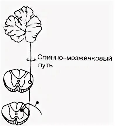 Спинно мозжечковые пути. Передний спинно-мозжечковый путь. Передний спинно-мозжечковый путь Говерса. Передний спинно-таламический путь.