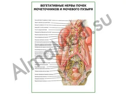 Нервный почка