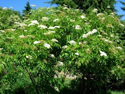 Elder plant
