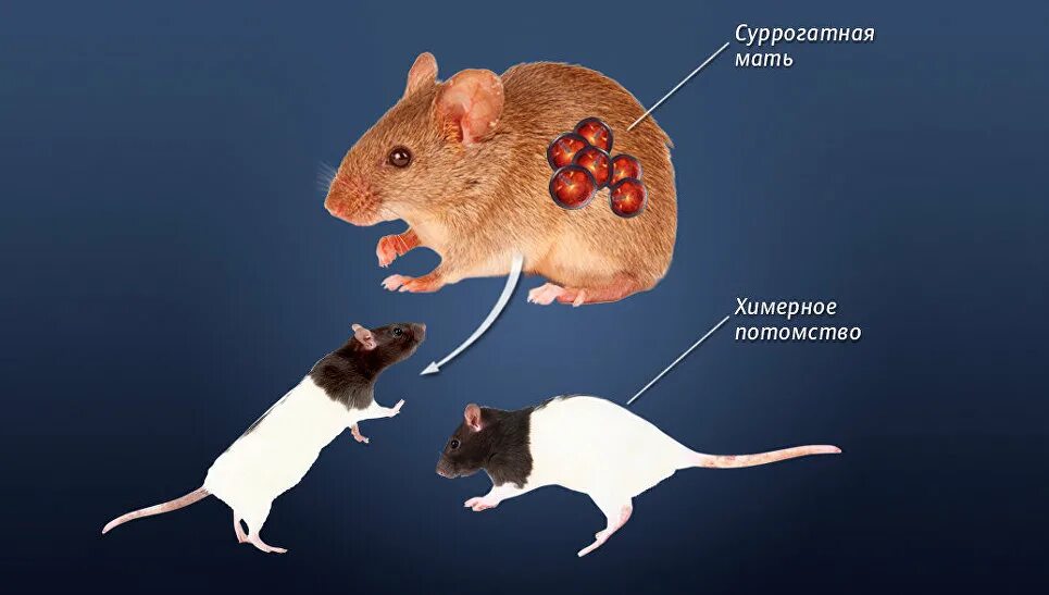 Продолжительность жизни мыши. Селекция крыс.