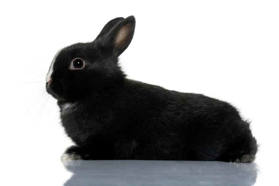 Черный кролик на английском. Черный кролик. Черный и белый кролик. Черный кролик сидит. Черный кролик на задних лапах.