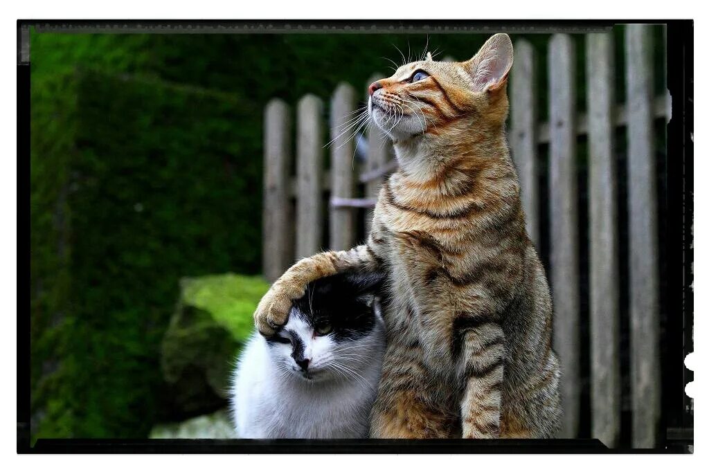 Кот кладет лапу на лапу. Держит кота. кот положил голову на лапы. кот кладет лапу на другого кота. кот идет.