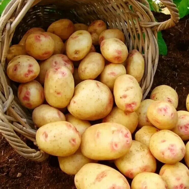 Пикассо описание сорта. Сорт картофеля пикассо. семенной картофель пикассо. сорт пикассо. пикассо голландский сорт картофеля.