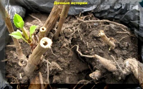 Когда сажать георгины в грунт в подмосковье