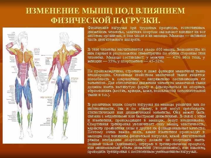 Основные мышцы для развития. Влияние физических упражнений на мыш. Влияние упражнений на мышцы. Влияние физических упражнений на мышечную систему человека. Влияние физ нагрузок на мышцы.