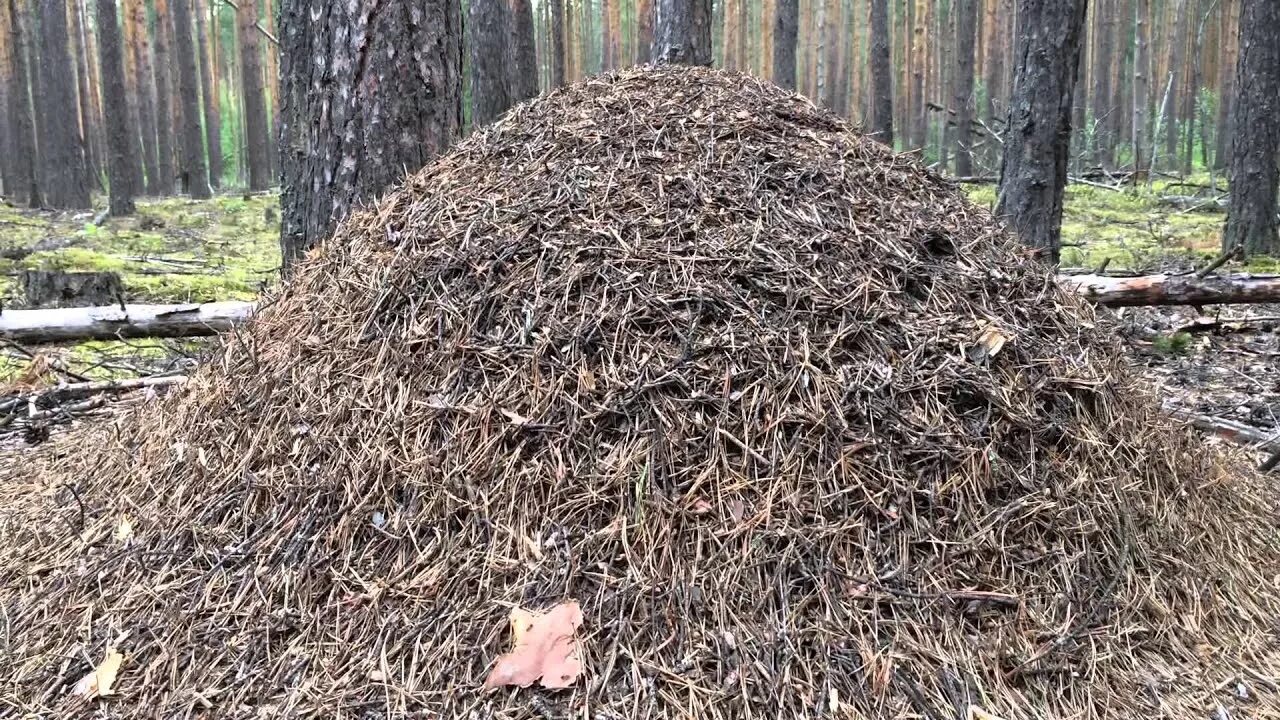 Муравейник муравьиный. Муравьи в муравейнике. Лесной Муравейник. Муравейник гнездо муравьев. Условие кучи