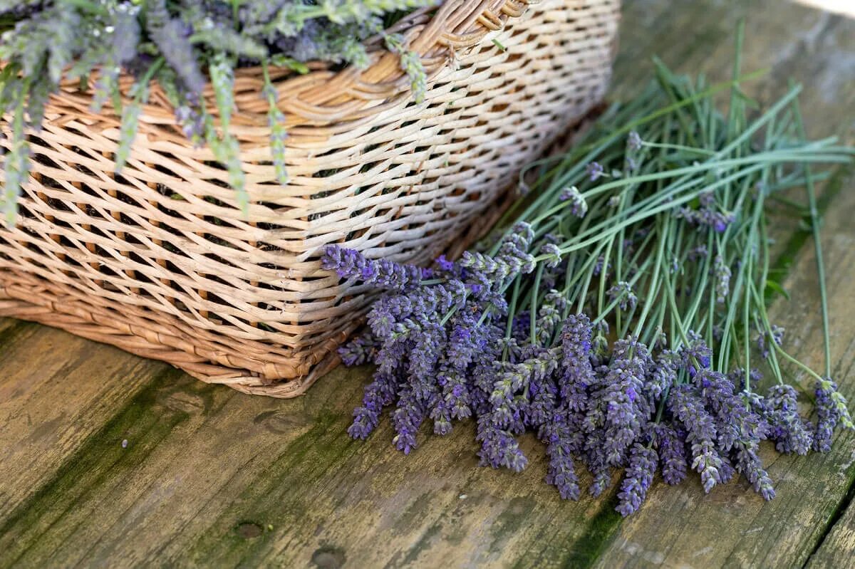 Актуальность эфирных масел. Лаванда описание. Лаванда травология. Лечебные свойства лаванды. Лаванда узколистная цветок.