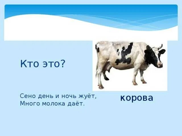 Загадка про козу. Детям о молочных продуктах. Загадки про животных корова. Молоко дает корова загадка. Молоко дает корова загадка.