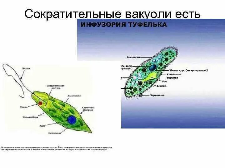 Почему изменяется выброс сократительной вакуоли. Сократительные вакуоли простейших. функции сократительной вакуоли у простейших. сократительная вакуоль у простейших функции. у кого есть сократительные вакуоли.
