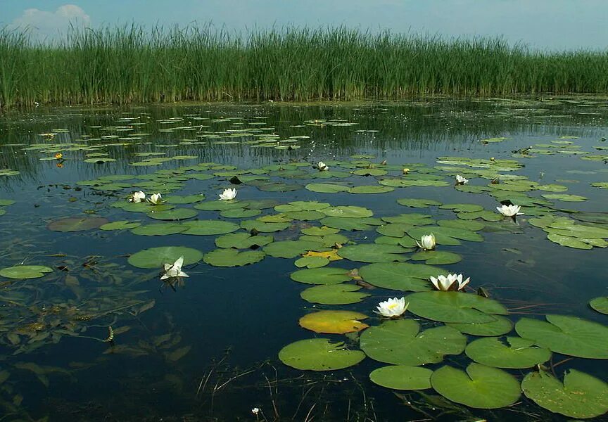 В болоте пресная вода. Кувшинка, кубышка, камыш Ряска. Река Охта кувшинки. Растения реки Клязьмы. Кувшинка Клязьма растения.