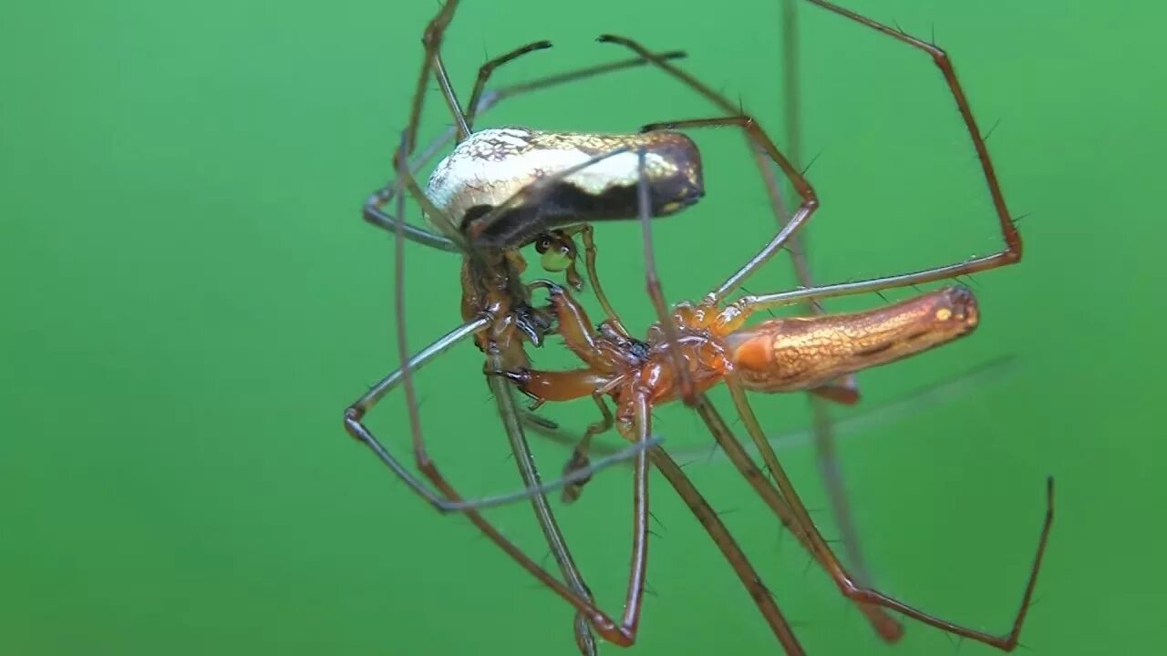 Как спариваются пауки. Спаривание тарантуооа. Tetragnatha montana пауки. Копуляция у пауков. Спаривание пауков.